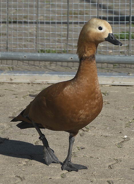 与阿森纳和